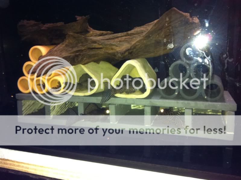 my diy pleco caves Arofanatics Fish Talk Forums